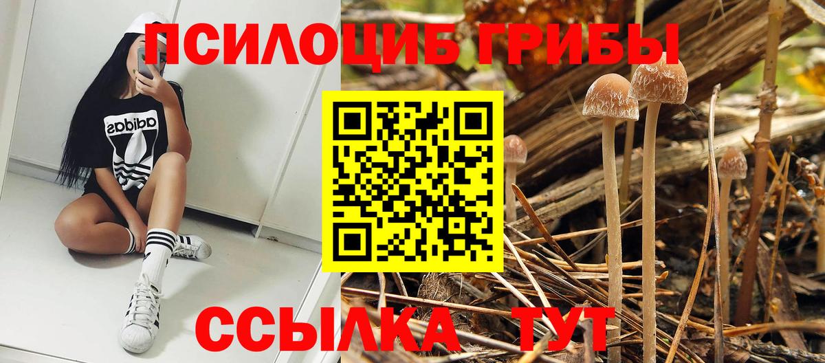 Псилоцибиновые грибы Psilocybine cubensis Белореченск